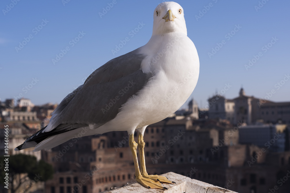 Seagull with background of view from Altare della Patria of the Roman Forum. Seagull with background of view from Altare della Patria of the Roman Forum.