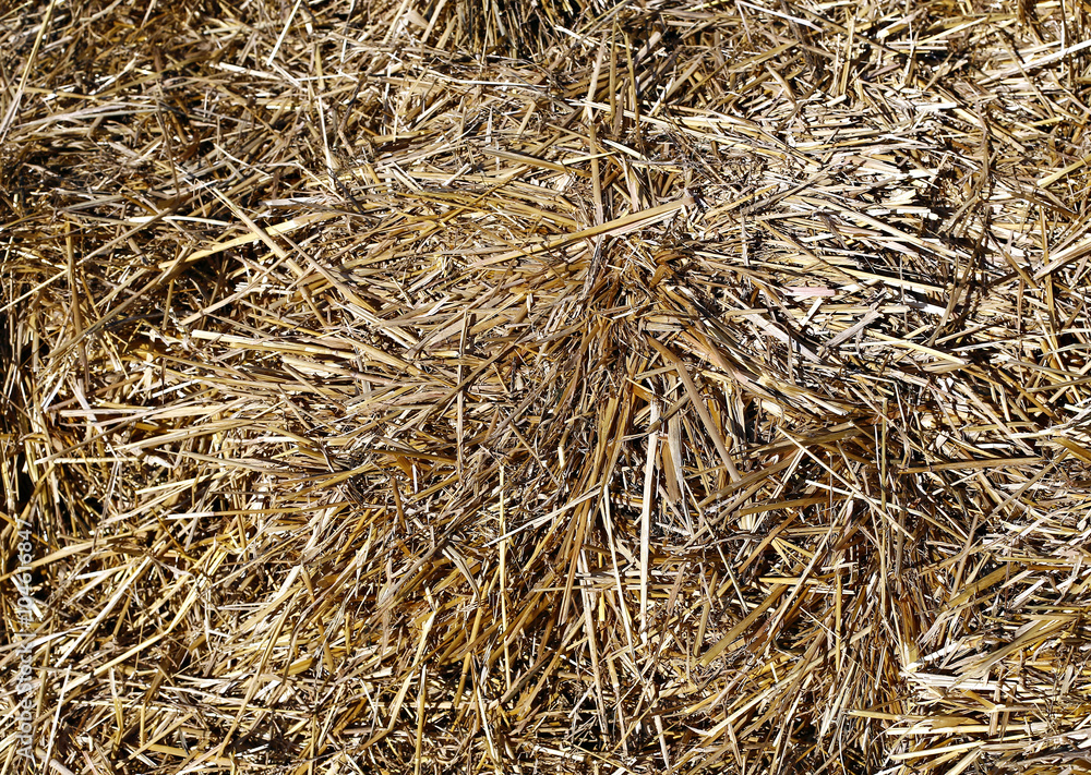 Background of dry hay and straw
