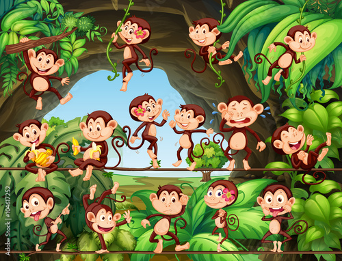 Monkeys living in the forest