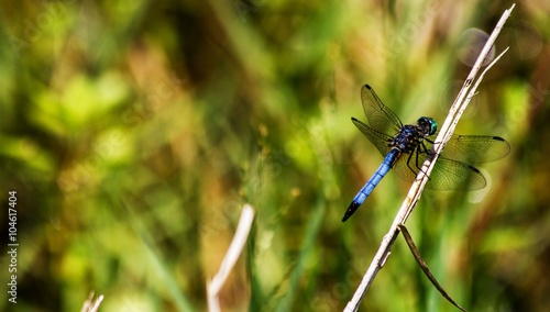 Male blue dasher dragonfly