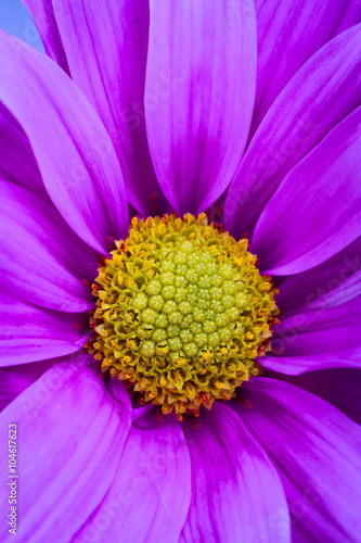 beautiful purple flower