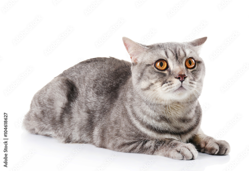 Obraz premium Szary kot na białym tle