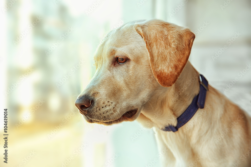 Cute Labrador dog looking out window inside the house