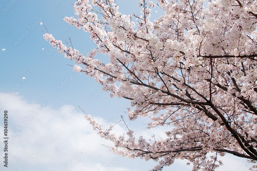 桜吹雪と青い空