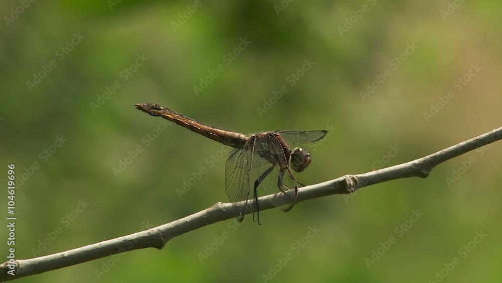 Slaty Skimmer (Libellula incesta) Dragonfly - Female 2 Slaty Skimmer (Libellula incesta) Dragonfly - Female 2