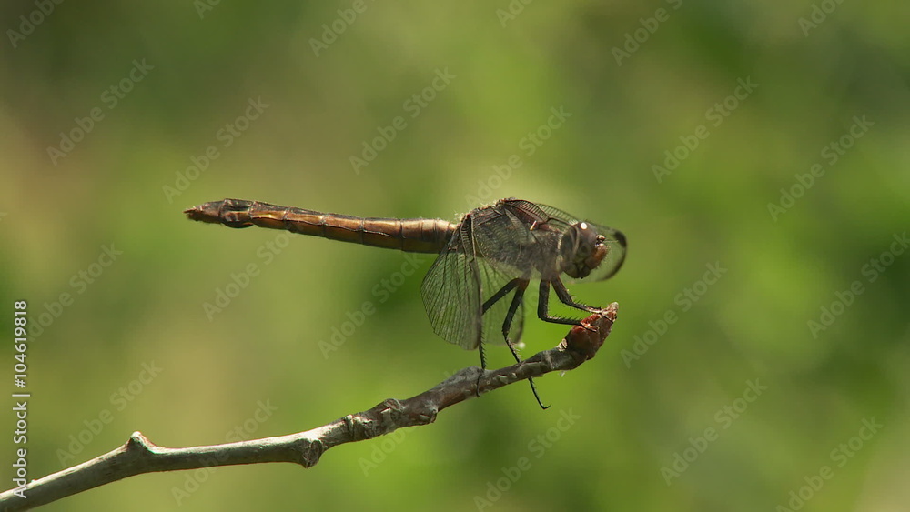 Slaty Skimmer (Libellula incesta) Dragonfly - Female 3 Slaty Skimmer (Libellula incesta) Dragonfly - Female 3
