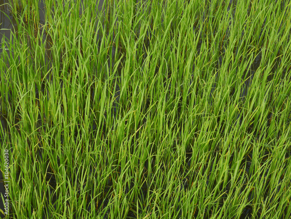 The rice sprouts in field of Thailand The rice sprouts in field of Thailand