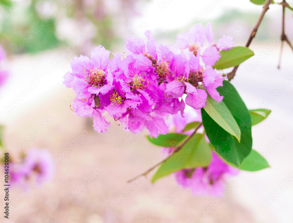 Fototapeta premium violet flower selective focus