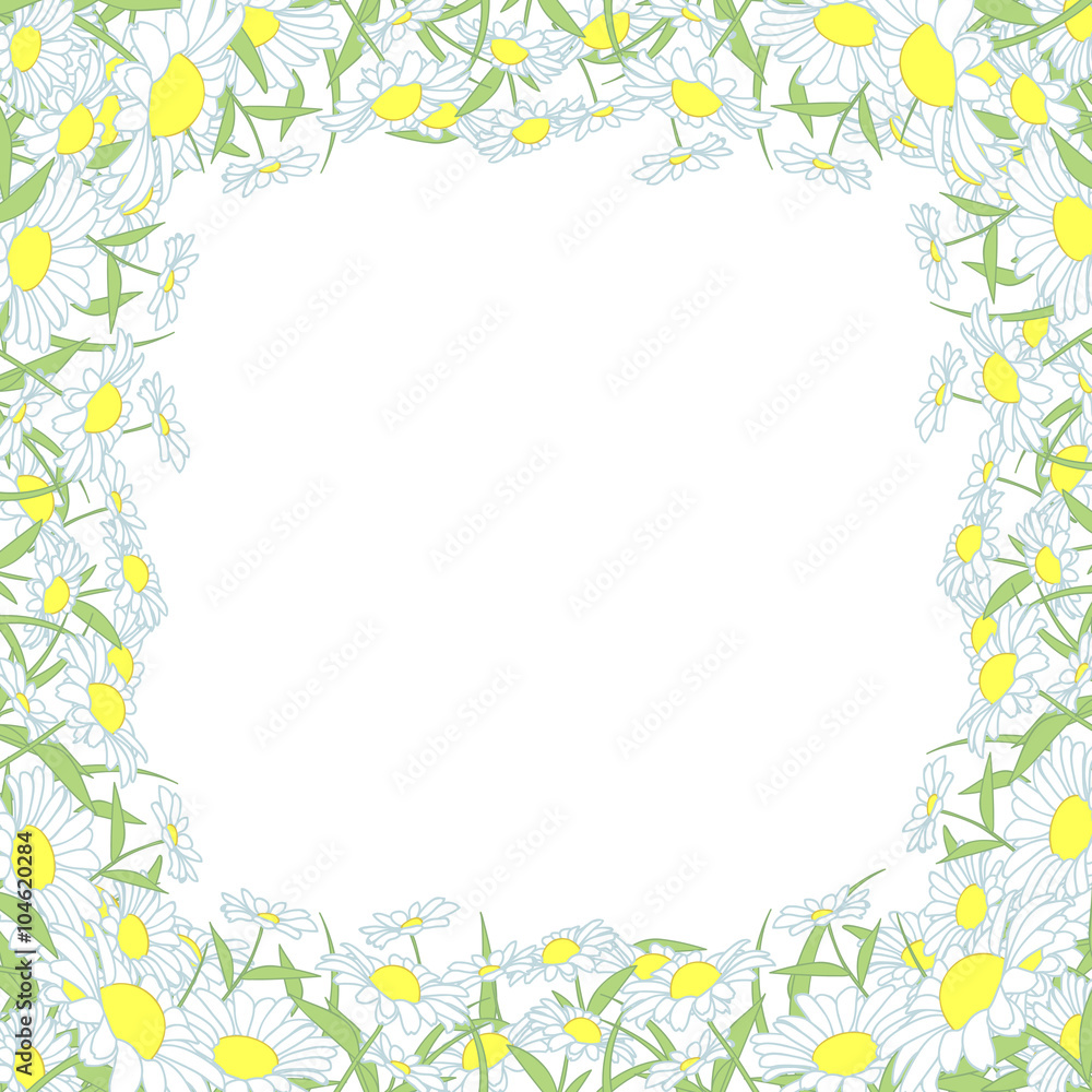 wild chrysanthemum frame