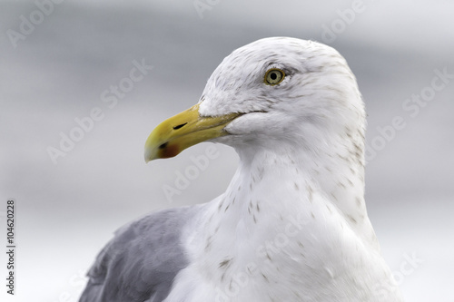 Seagull © letfluis