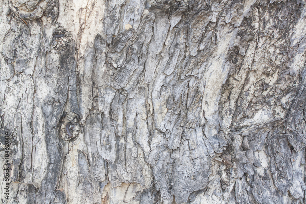 wood texture, tree body wood texture, tree body