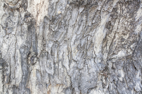 wood texture, tree body
