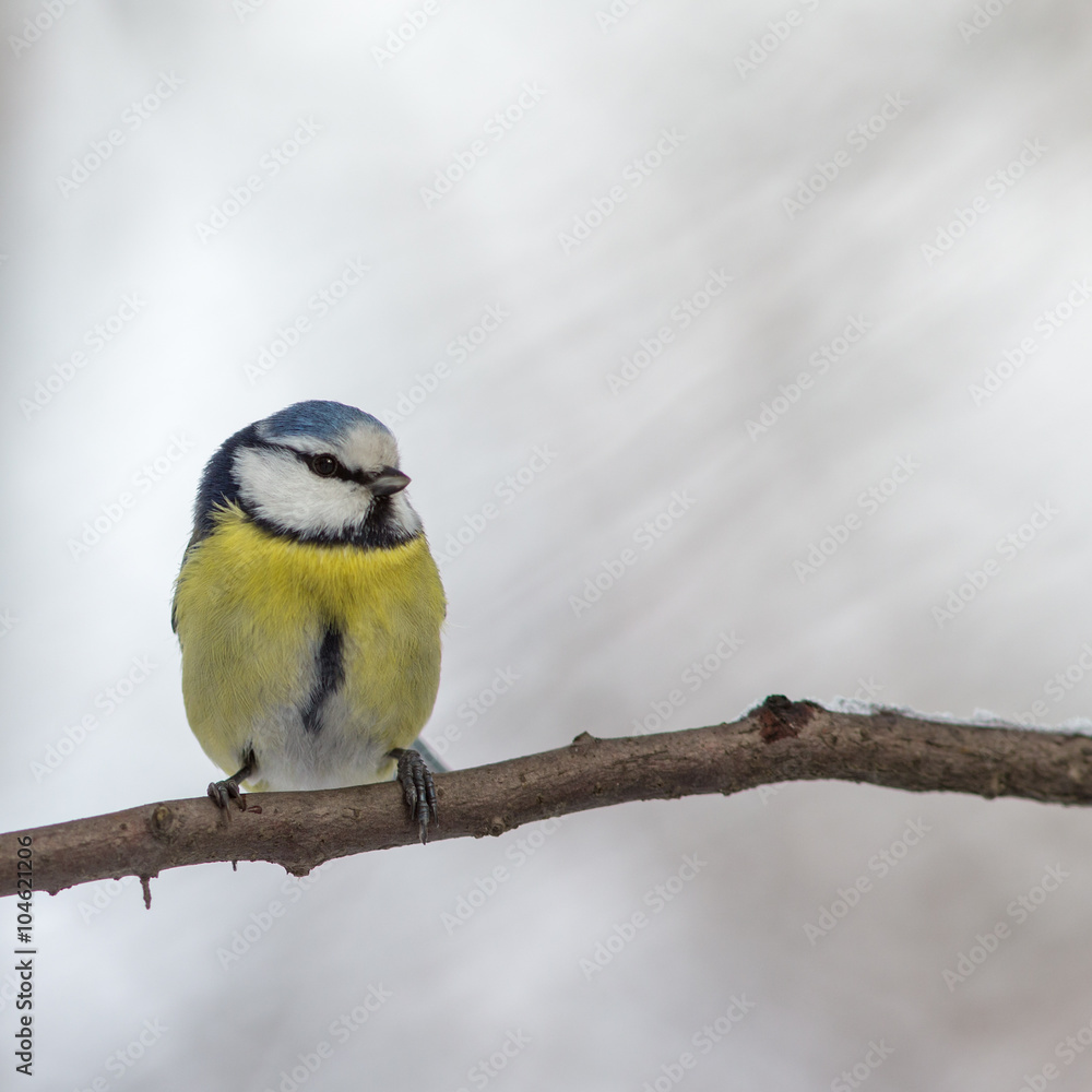 Fototapeta premium blue tit on a tree
