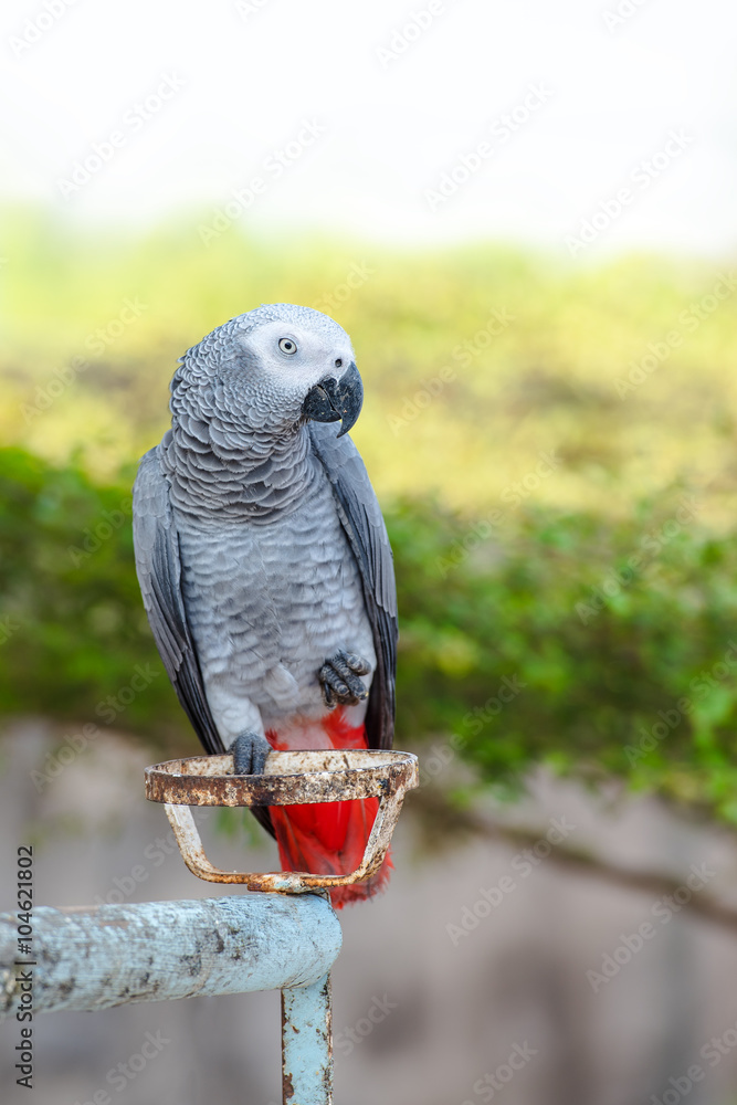 Obraz premium African Grey Parrot