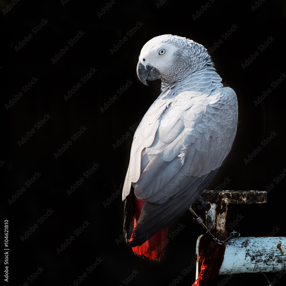 Fototapeta premium African Grey Parrot