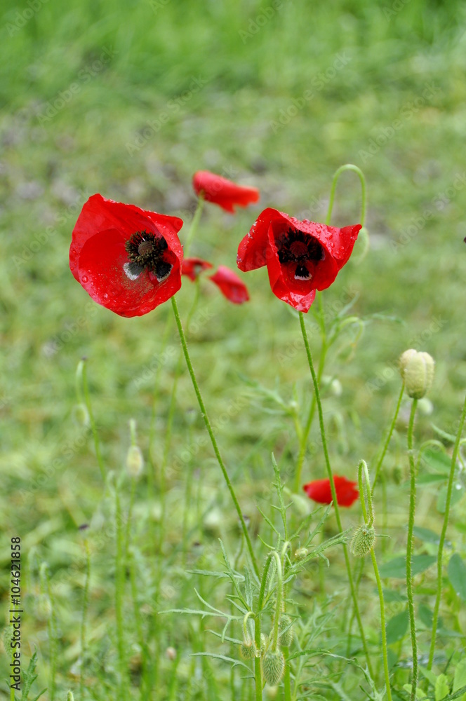 Fototapeta premium Red poppies in a field