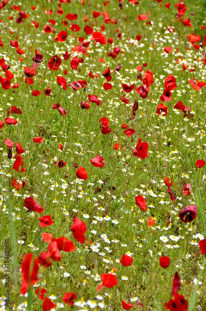 Red poppies in a flowerfield