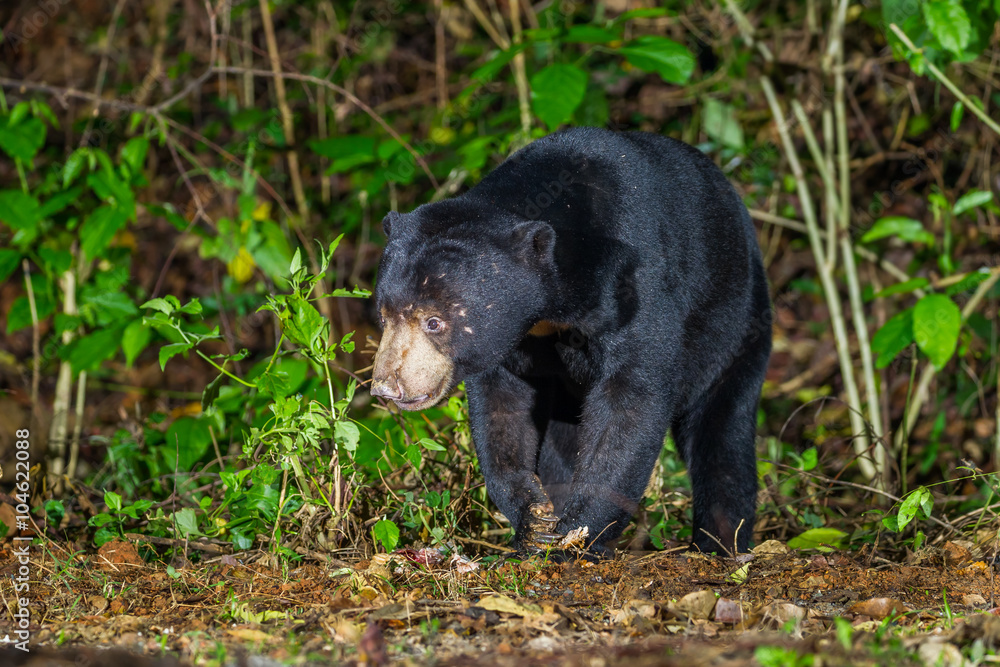 Close up of nocturnal animals Malayan sun bear, Honey bear (Ursus malayanus) Close up of nocturnal animals Malayan sun bear, Honey bear (Ursus malayanus)