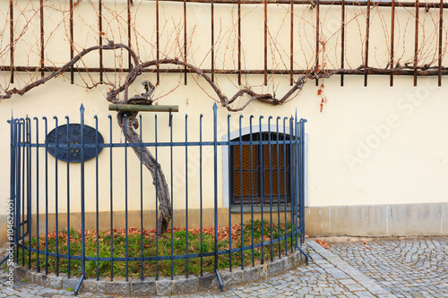 Oldest vine in the world in Maribor, Slovenia photo