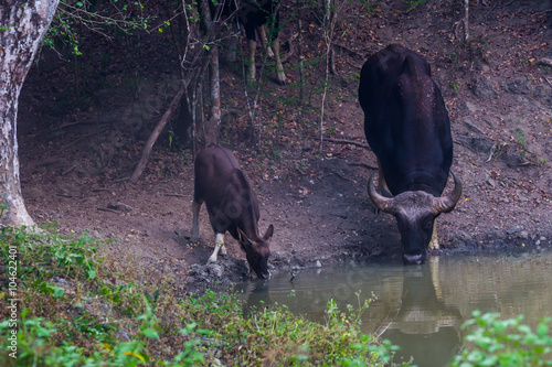 Small group of Gaur(Bos gaurus) come to drink water  photo