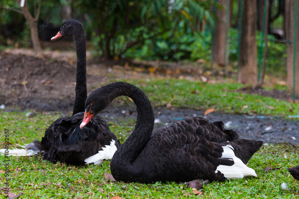 Black swan Black swan