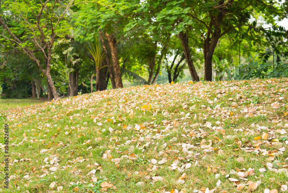 Obraz premium Dry leaves