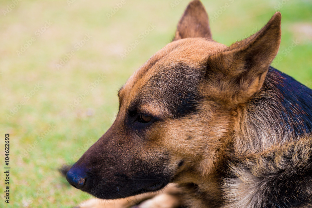 German shepher dog in park German shepher dog in park