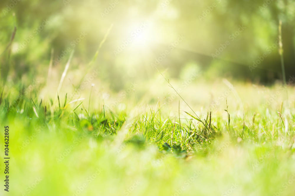 Green wild grass on a forest meadow.