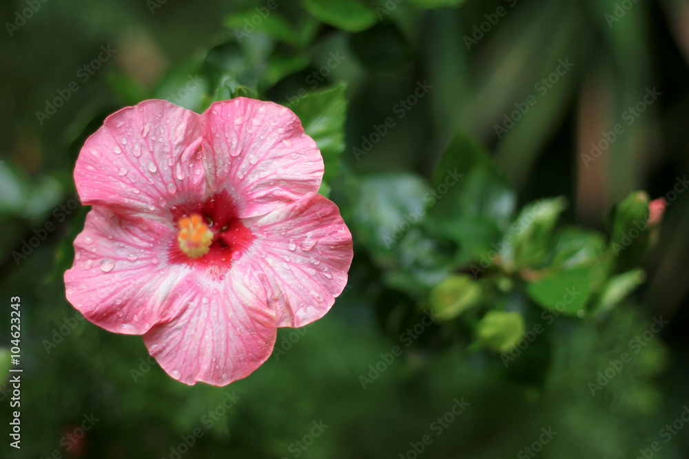 Pink Hibiscus Flower Pink Hibiscus Flower