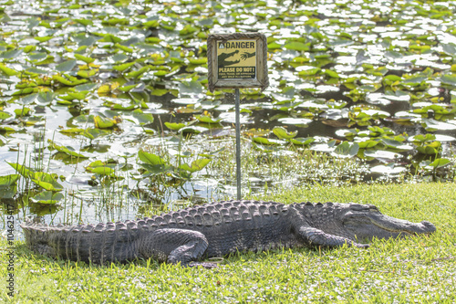 Alligator, Florida Everglades