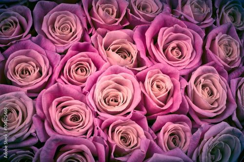 Rose flowers background