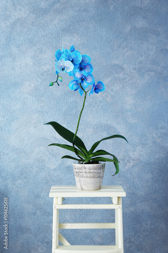 Fototapeta Naklejka Na Ścianę i Meble -  Beautiful blue orchid flower on grey background