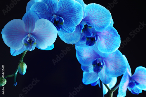Fototapeta Naklejka Na Ścianę i Meble -  Beautiful blue orchid flower on black background