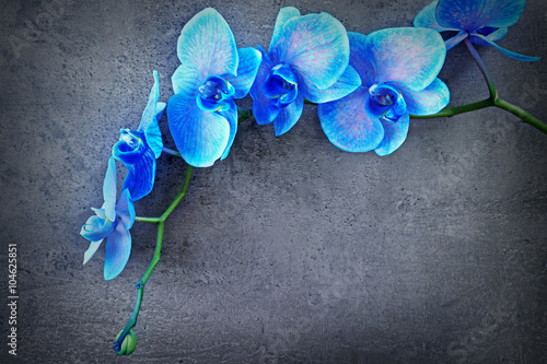 Fototapeta Naklejka Na Ścianę i Meble -  Beautiful blue orchid flowers on grey background, close up