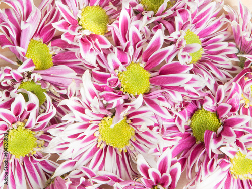 close up pink flower on wooden background as a background