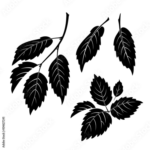 Set of Plant Pictograms, Elm Tree Leaves, Black on White. Vector