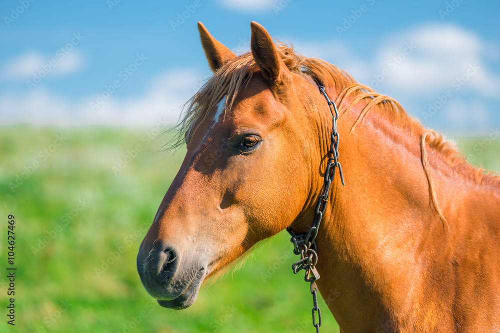 Obraz premium head of a beautiful brown horse in a field close-up