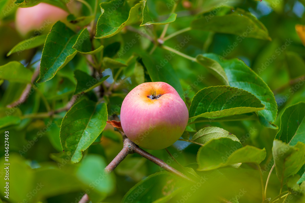 mature rose apple on a branch in a garden close up mature rose apple on a branch in a garden close up
