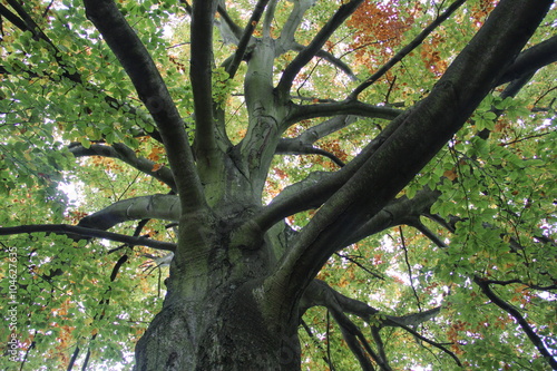  старое дерево