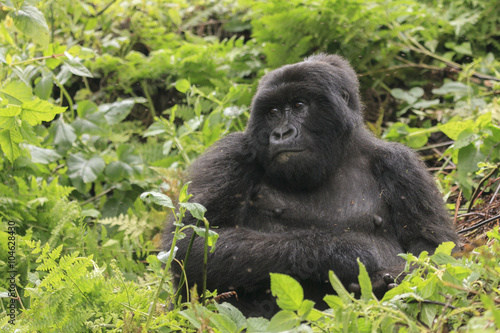 Adult gorilla in the jungle of Rwanda © rjcoulstock