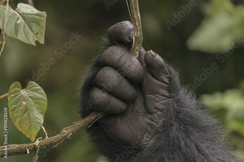 Adult gorilla in the jungle of Rwanda