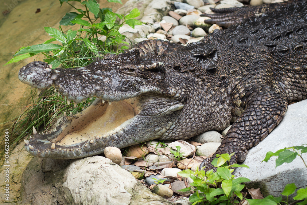 Naklejka premium crocodile