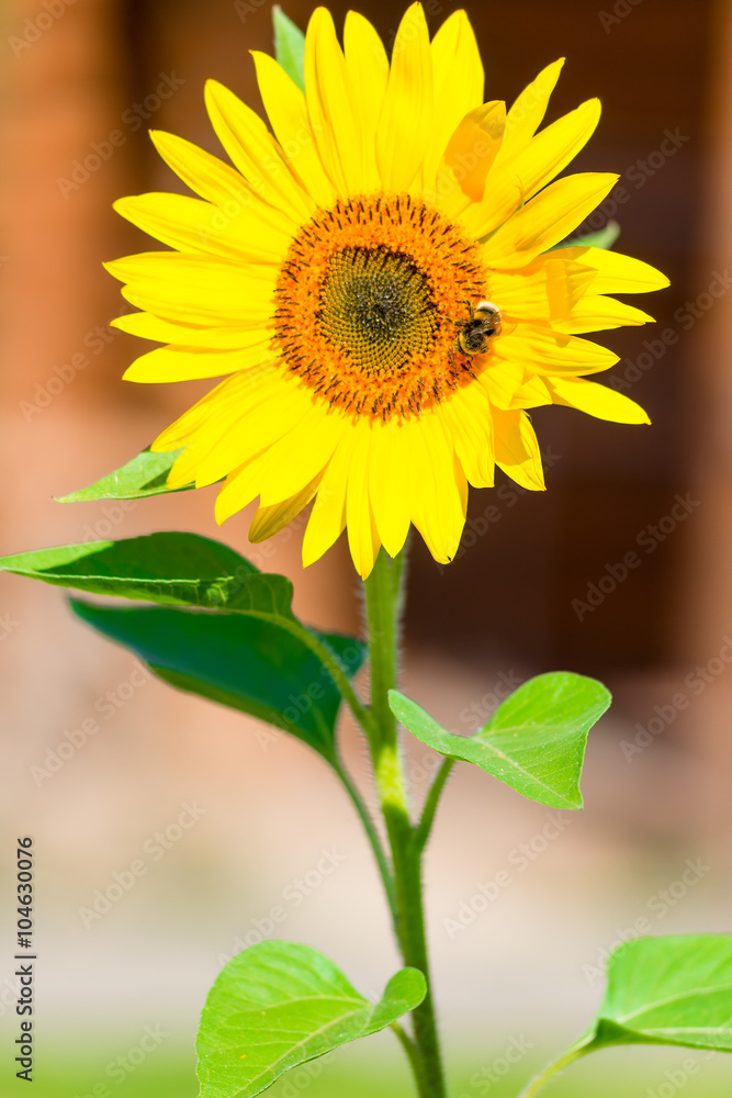Obraz premium vertical shot of a bumblebee on a flower sunflower