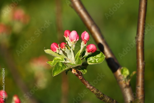 Spring blossom on apple tree with blue sky in background 