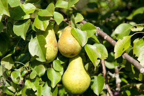 Pears on branches