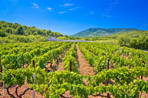 Mediterranean vineyard on Vis island