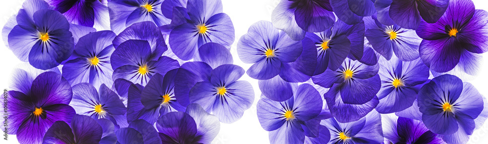 pansy flower close up - flower background