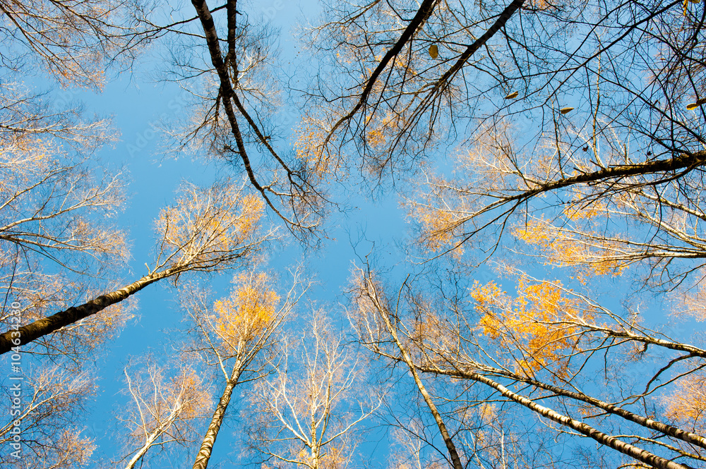 Obraz premium birches against blue sky, sunny autumn day