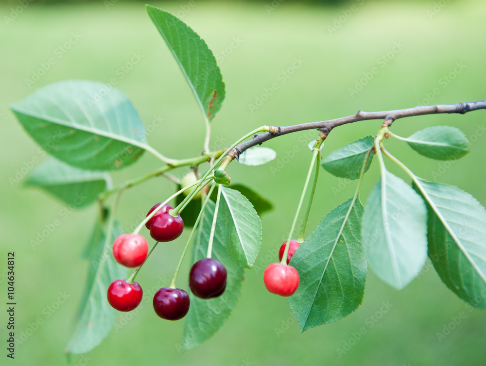 Red cherries on the branch, summer day Red cherries on the branch, summer day