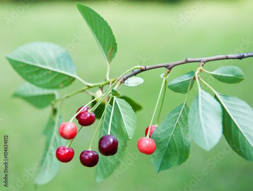 Red cherries on the branch, summer day
